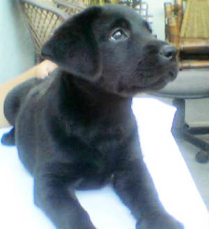 Labs Cabin Hit Maker "Bramble" @ 6 wks